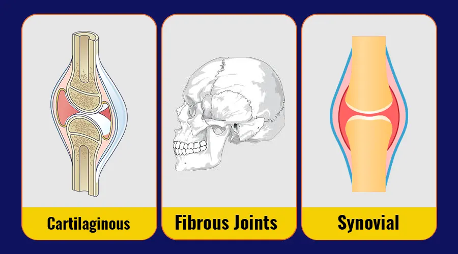 Joint Health