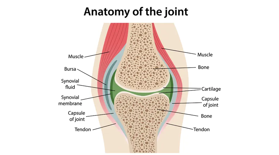 Understanding Joint Health